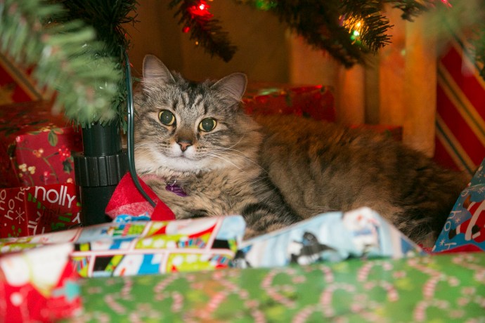 McKay_Christmas_2015_W0A4887