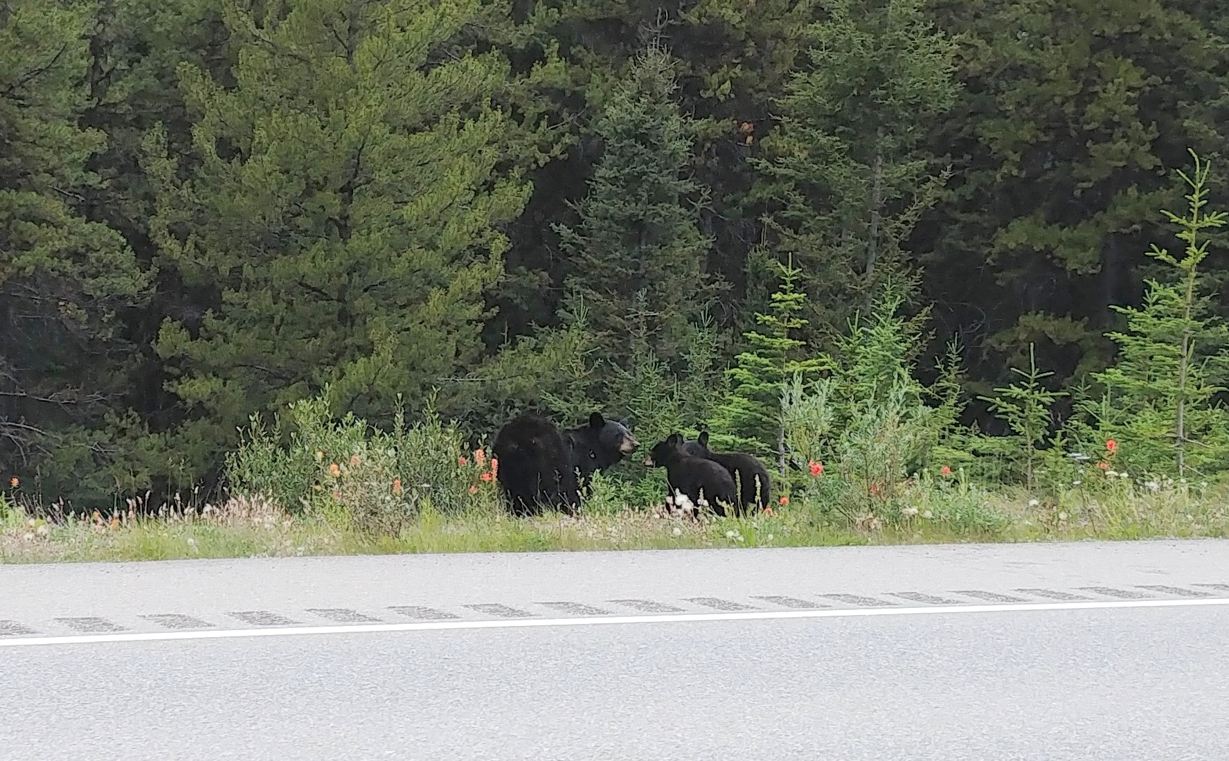 SavedImage_20190731_170449_30~2