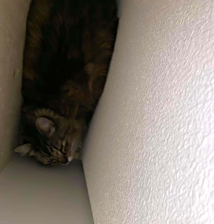 69525910_2945878775439065_6814834353843994624_n