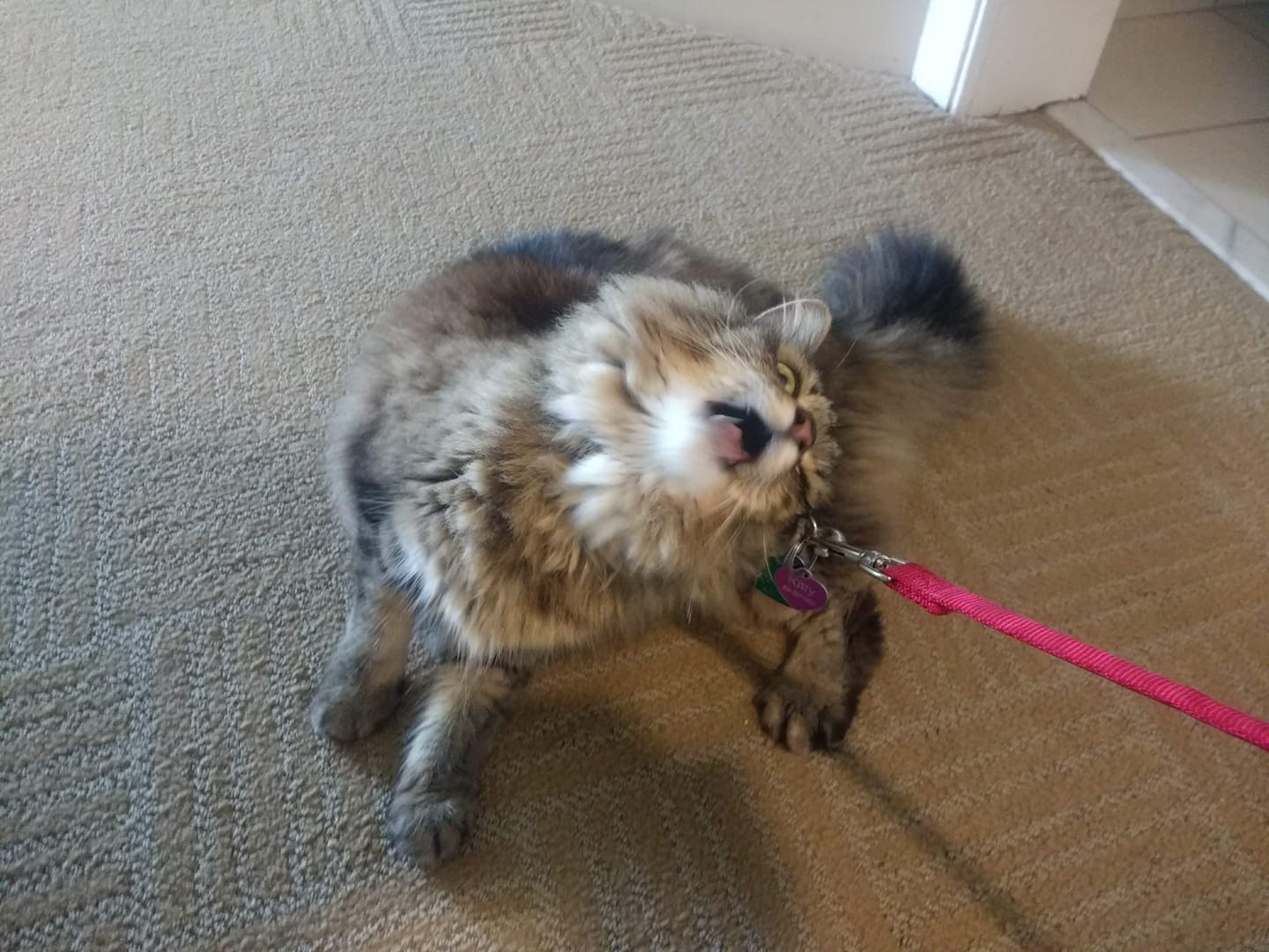 70318521_2946037818756494_2946505512478310400_o